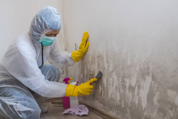 Best Attic Mold Removal  in Lauderhill, FL